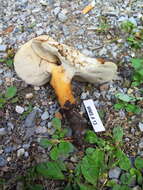 Polyporus radicatus Schwein. 1832 resmi