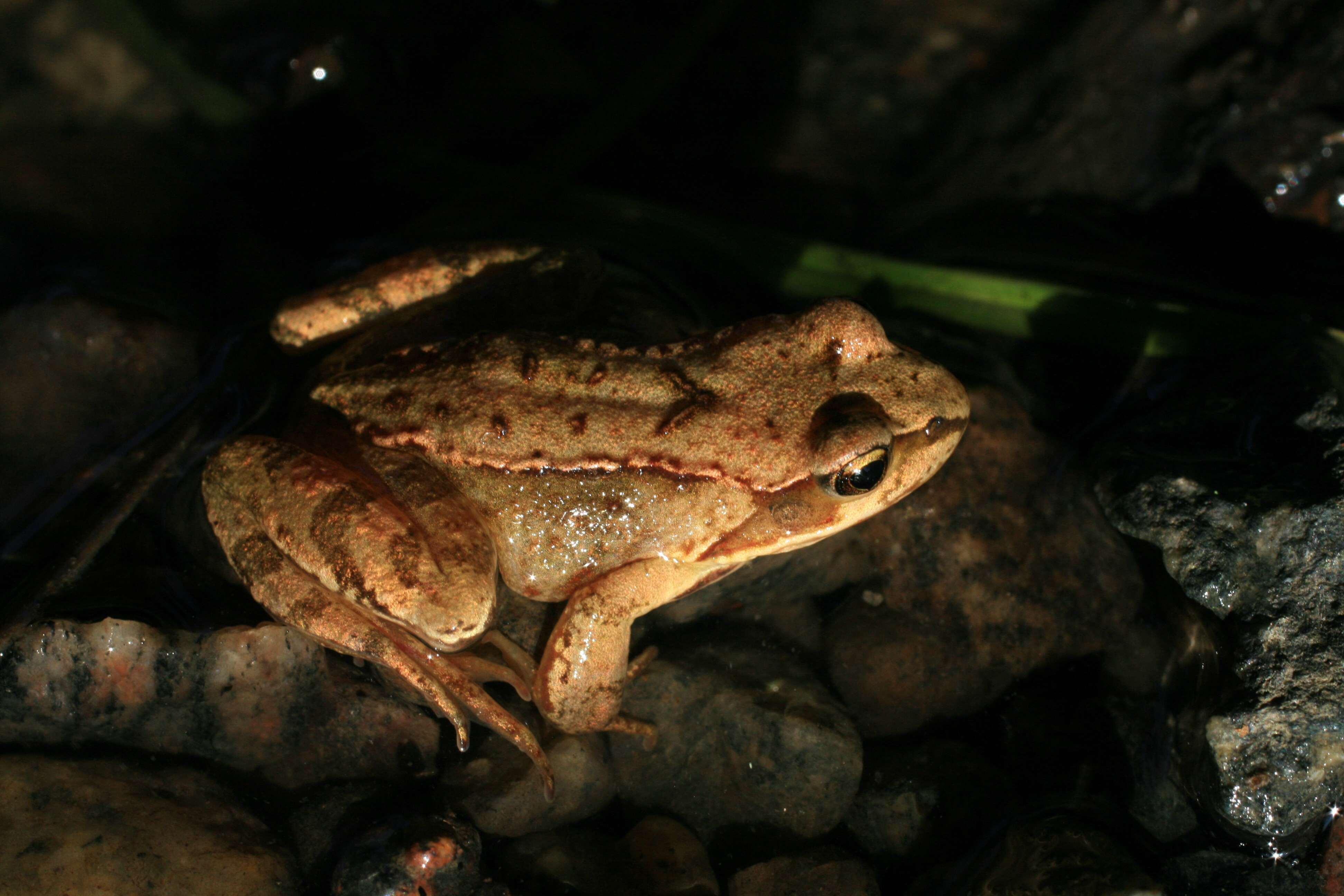 Image of Altai Brown Frog (Altai Mountains Populations)