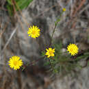 Image of narrowleaf goldenaster