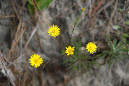 Image of narrowleaf goldenaster