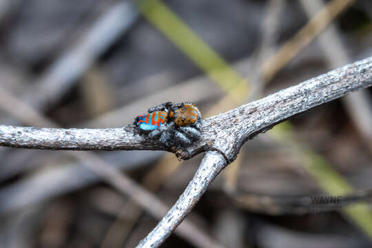 Image of Maratus jactatus Otto & Hill 2015