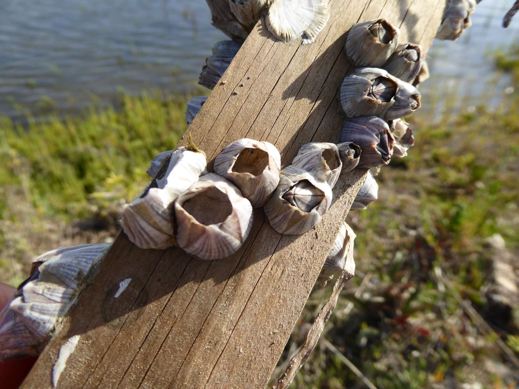 Image of Striped barnacle