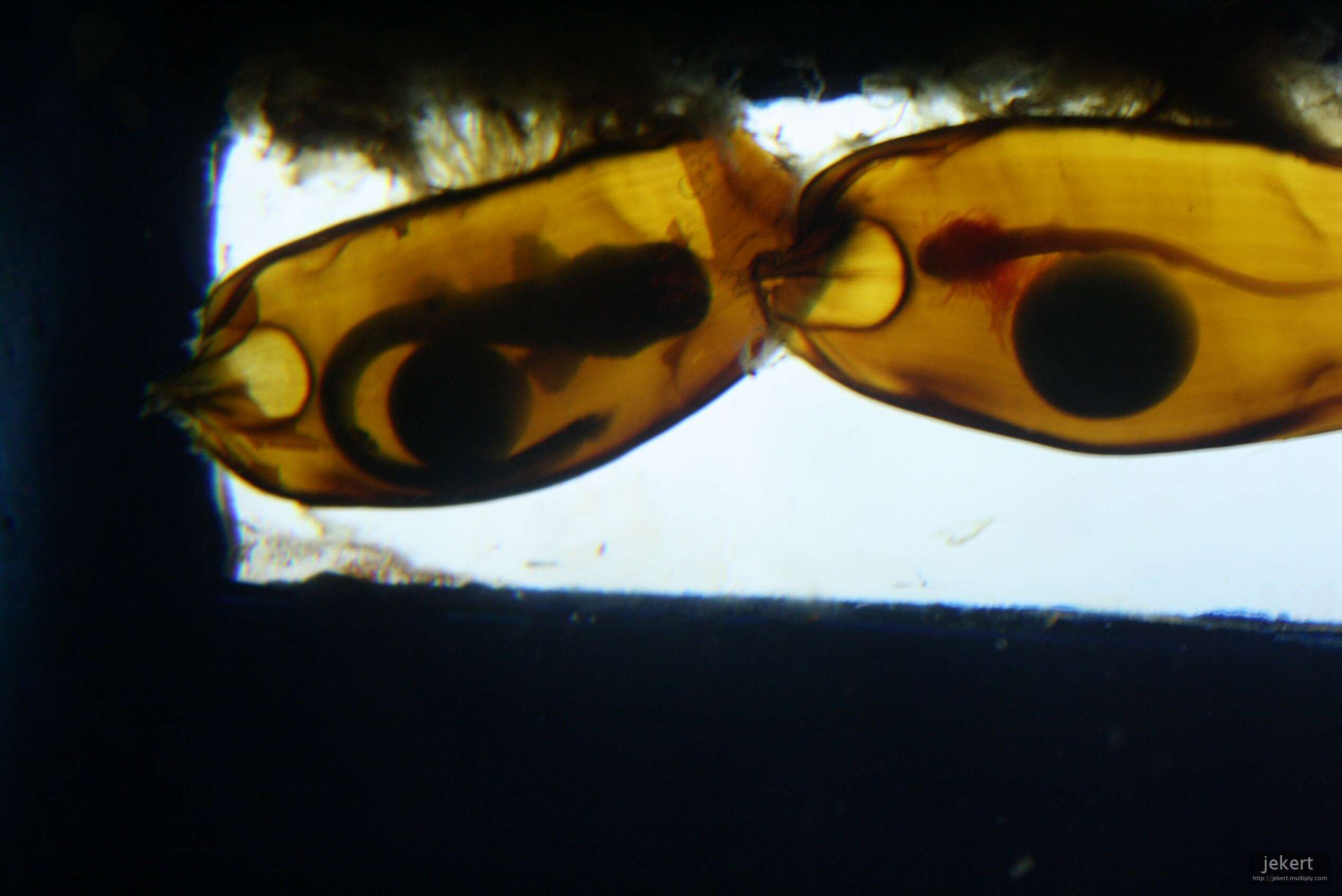 Image of Brownbanded Bamboo Shark