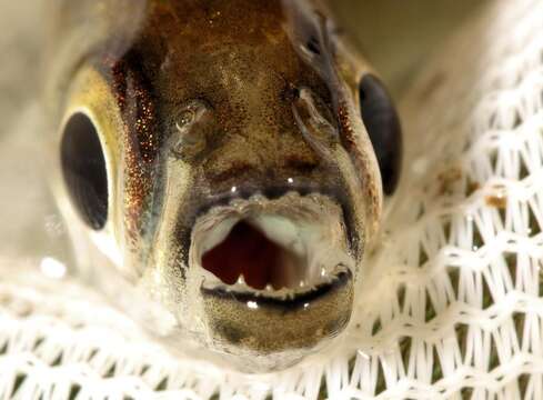 Image of Sharptooth tetra