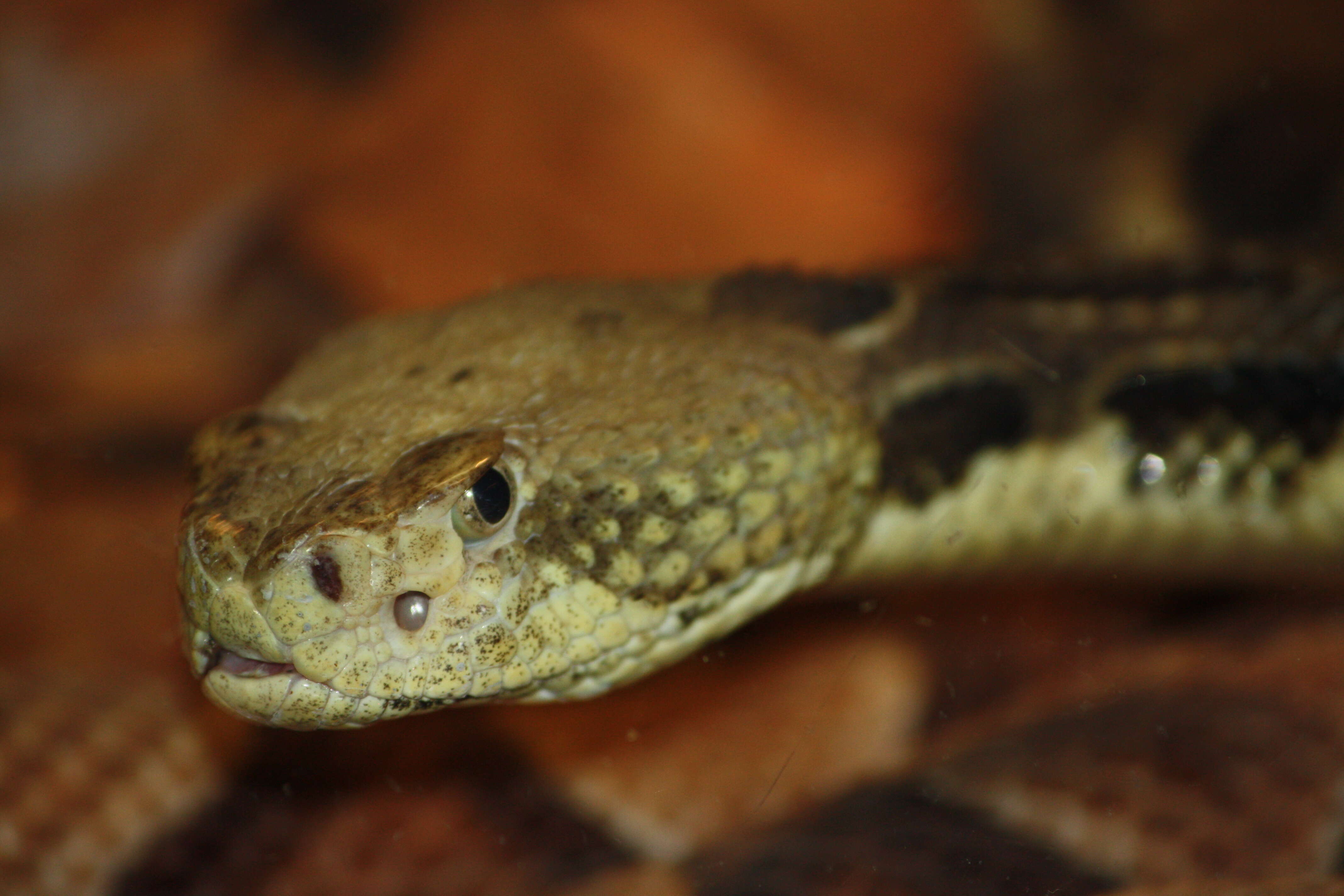 Image of Timber Rattlesnake