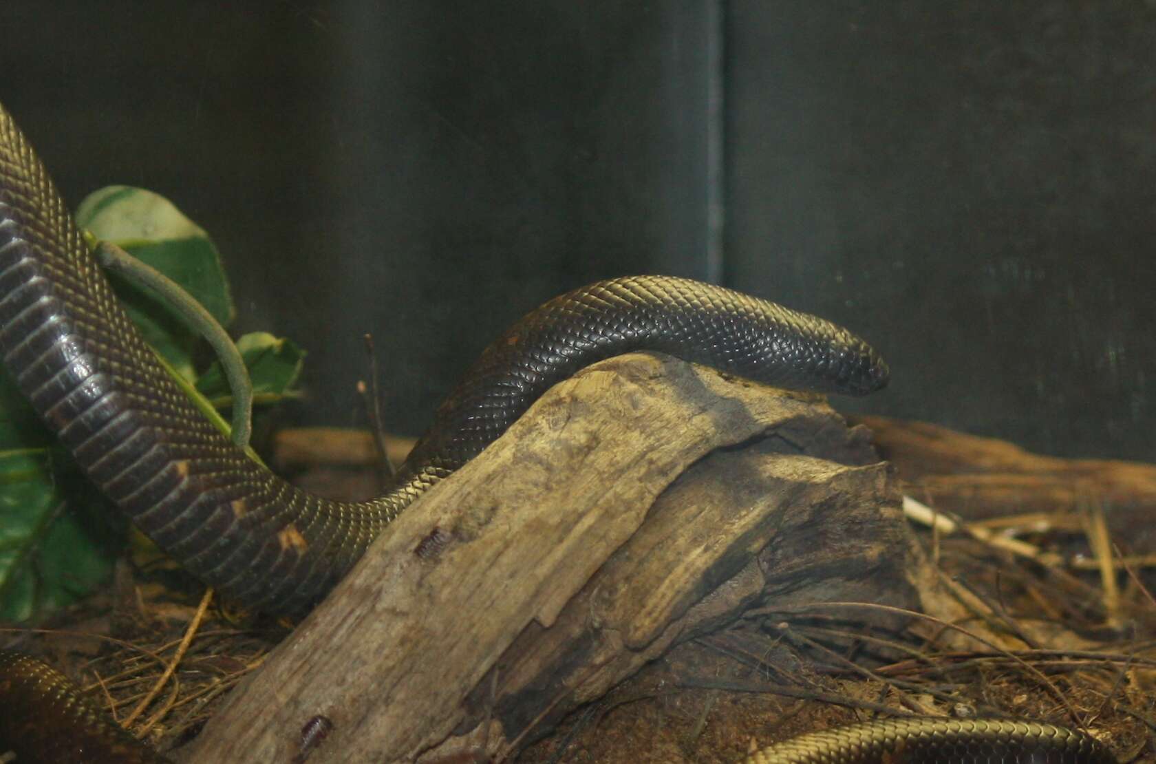 Image of African burrowing python