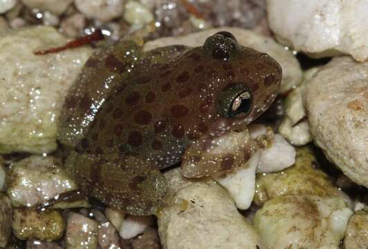 Image of Royal Ghost Frog