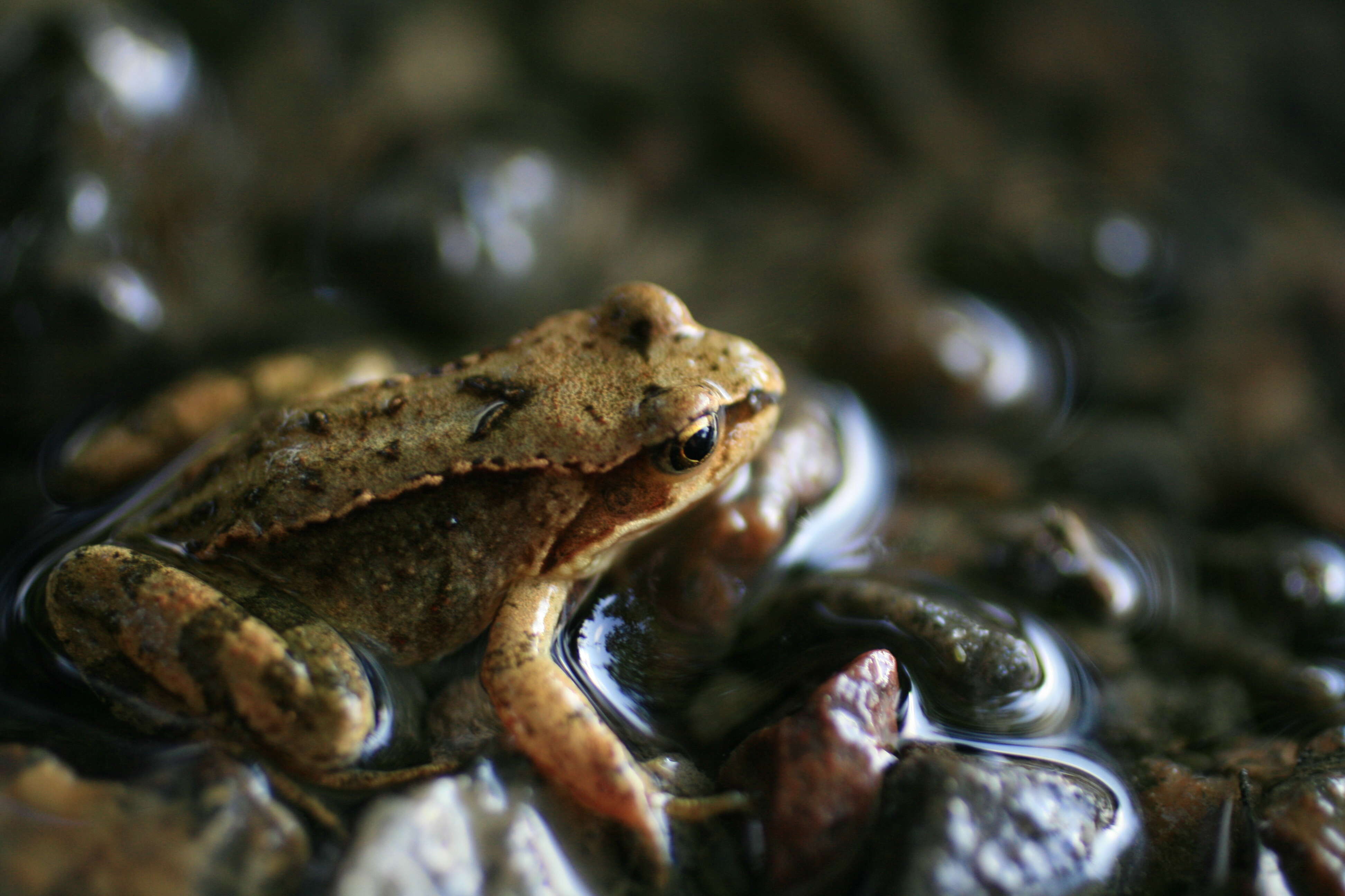 Image of Altai Brown Frog (Altai Mountains Populations)