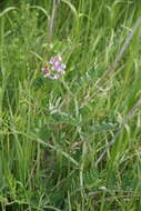 Lathyrus incurvus (Roth) Willd. resmi