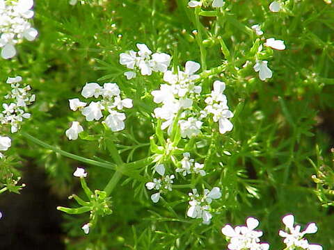 Image of garden chervil