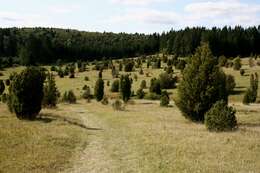 Image of Common Juniper