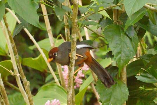 Image of Chestnut-capped Laughingthrush