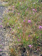 Слика од Centaurea paniculata L.