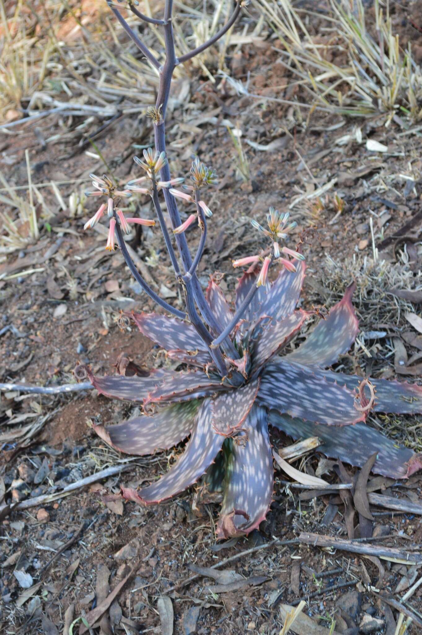 Image of Aloe transvaalensis Kuntze