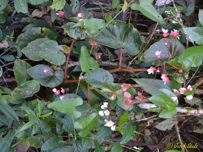 Image of Begonia subvillosa Klotzsch