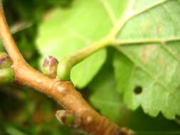 Image of Turkish Hazel