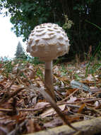 Plancia ëd Chlorophyllum rhacodes