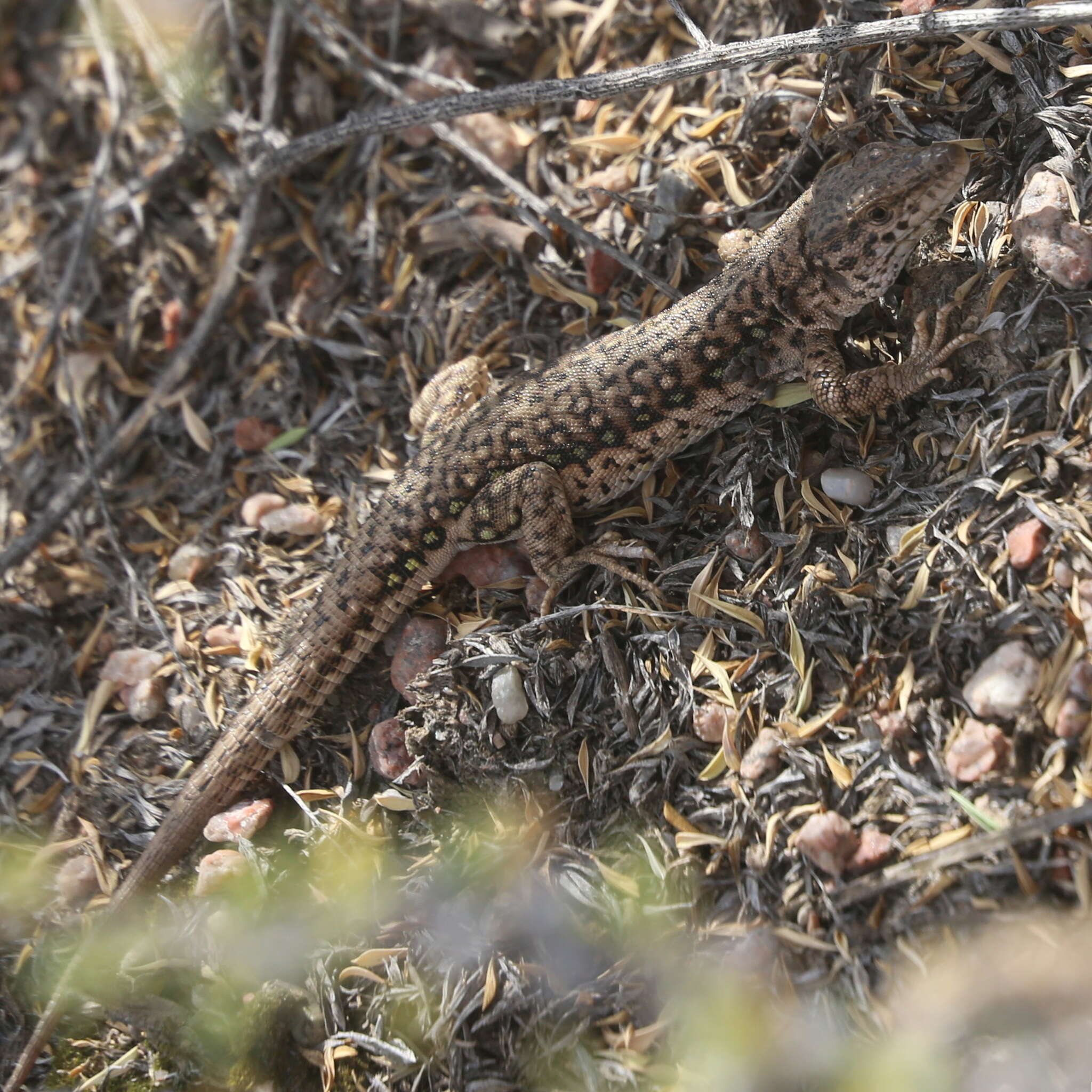 Image of Multi-ocellated Racerunner