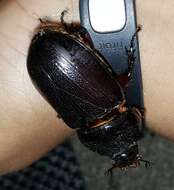 Image of Asian rhinoceros beetle