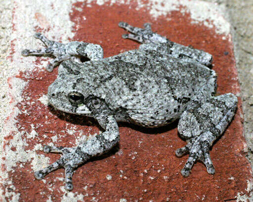 Image of Cope's Gray Treefrog