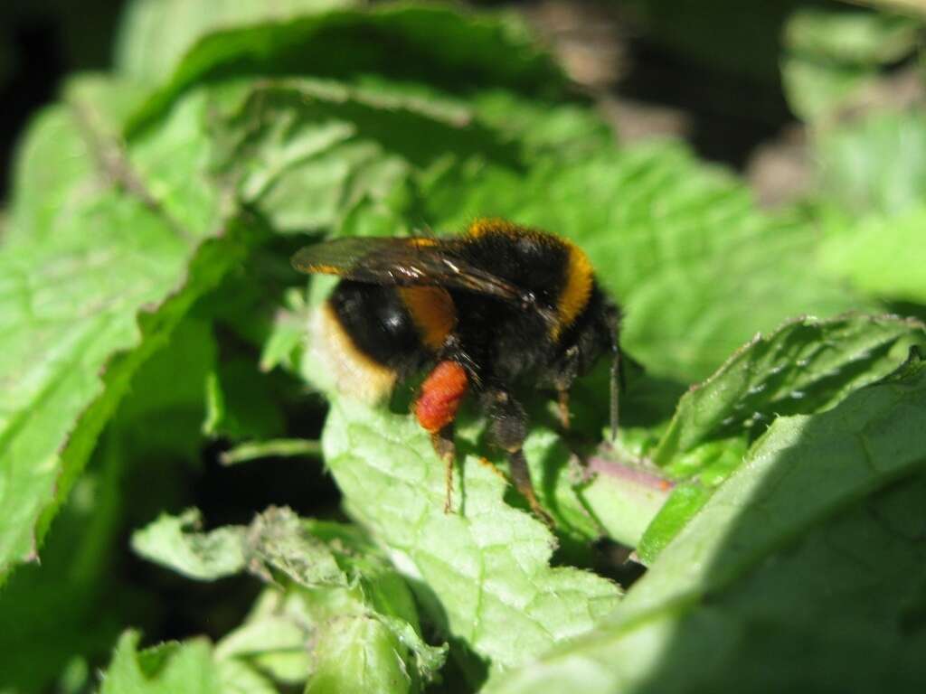 Image of Buff-tailed bumblebee