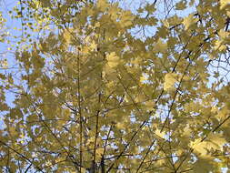 Image of Norway Maple