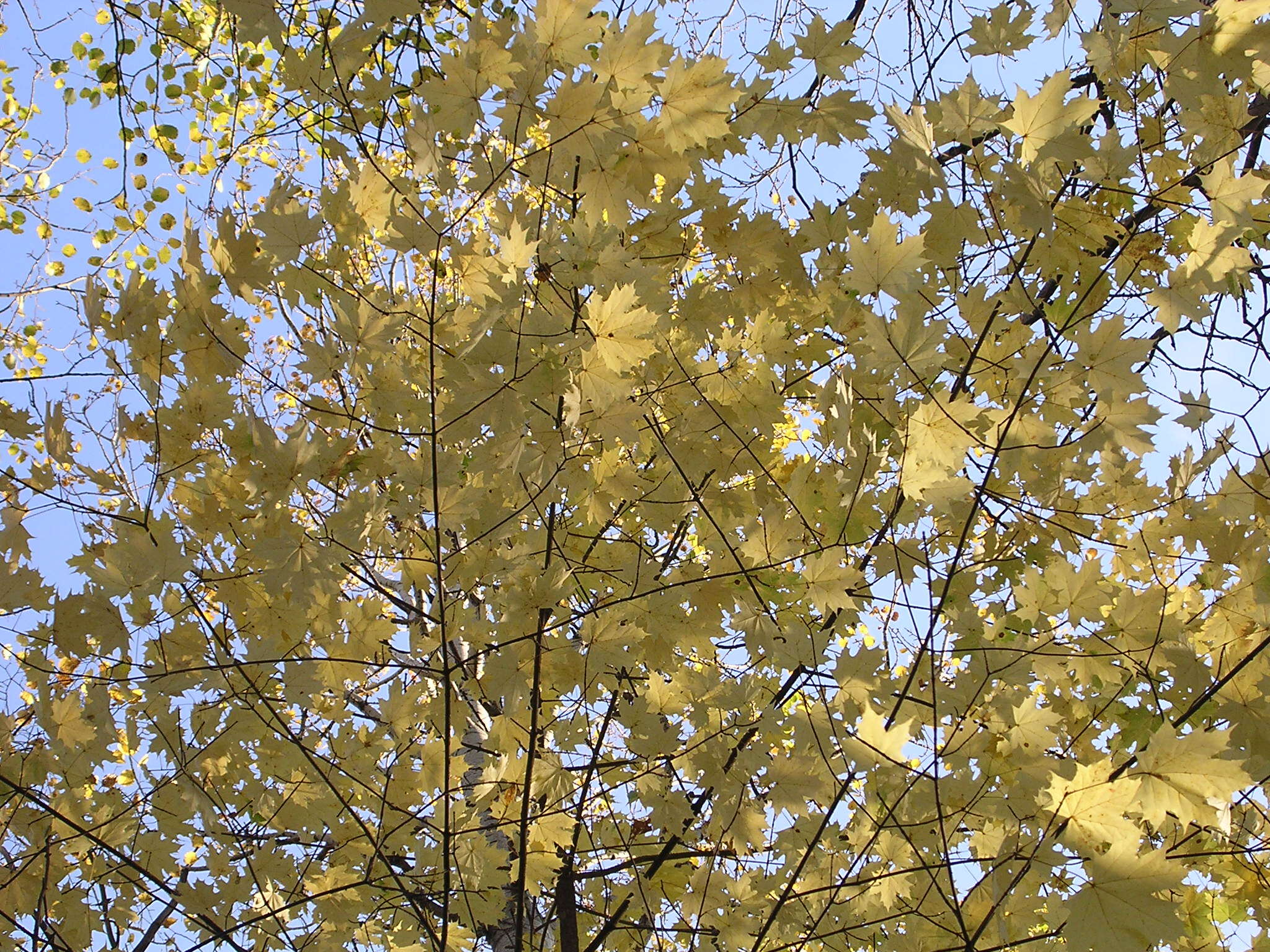 Image of Norway Maple