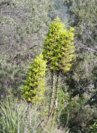 Image of Chilean Puya