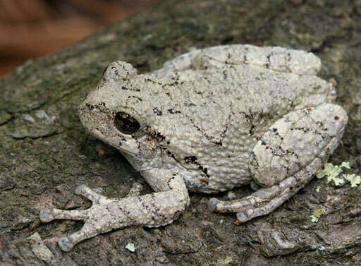 Image of Cope's Gray Treefrog