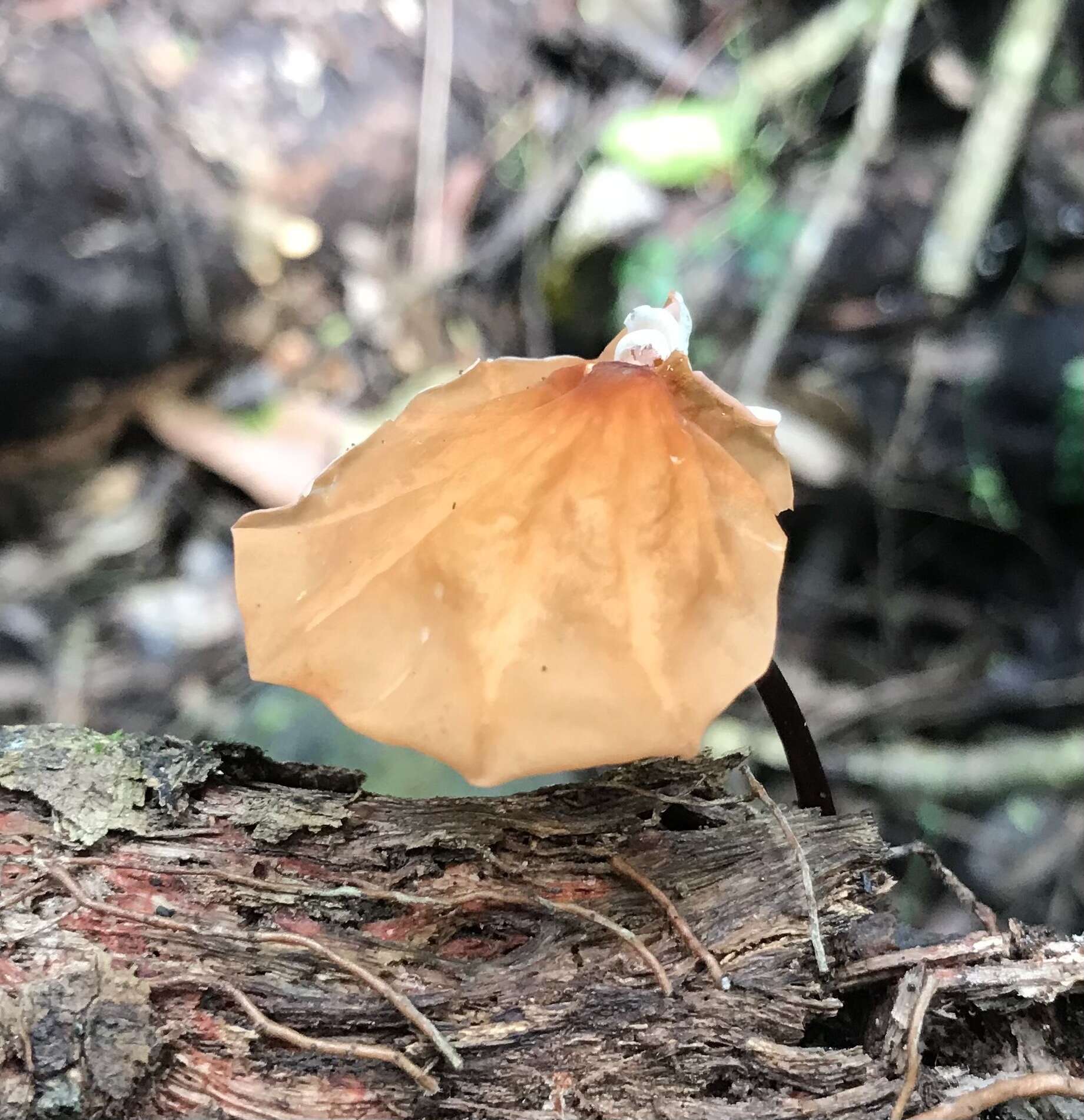 Image of Marasmius berteroi (Lév.) Murrill 1915