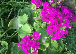 Image of common ragwort