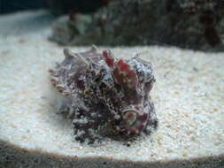 Image of Paintpot Cuttlefish