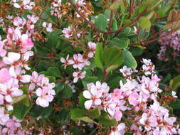 Image of hawthorn