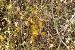 Imagem de Drosera rupicola (N. G. Marchant) Lowrie