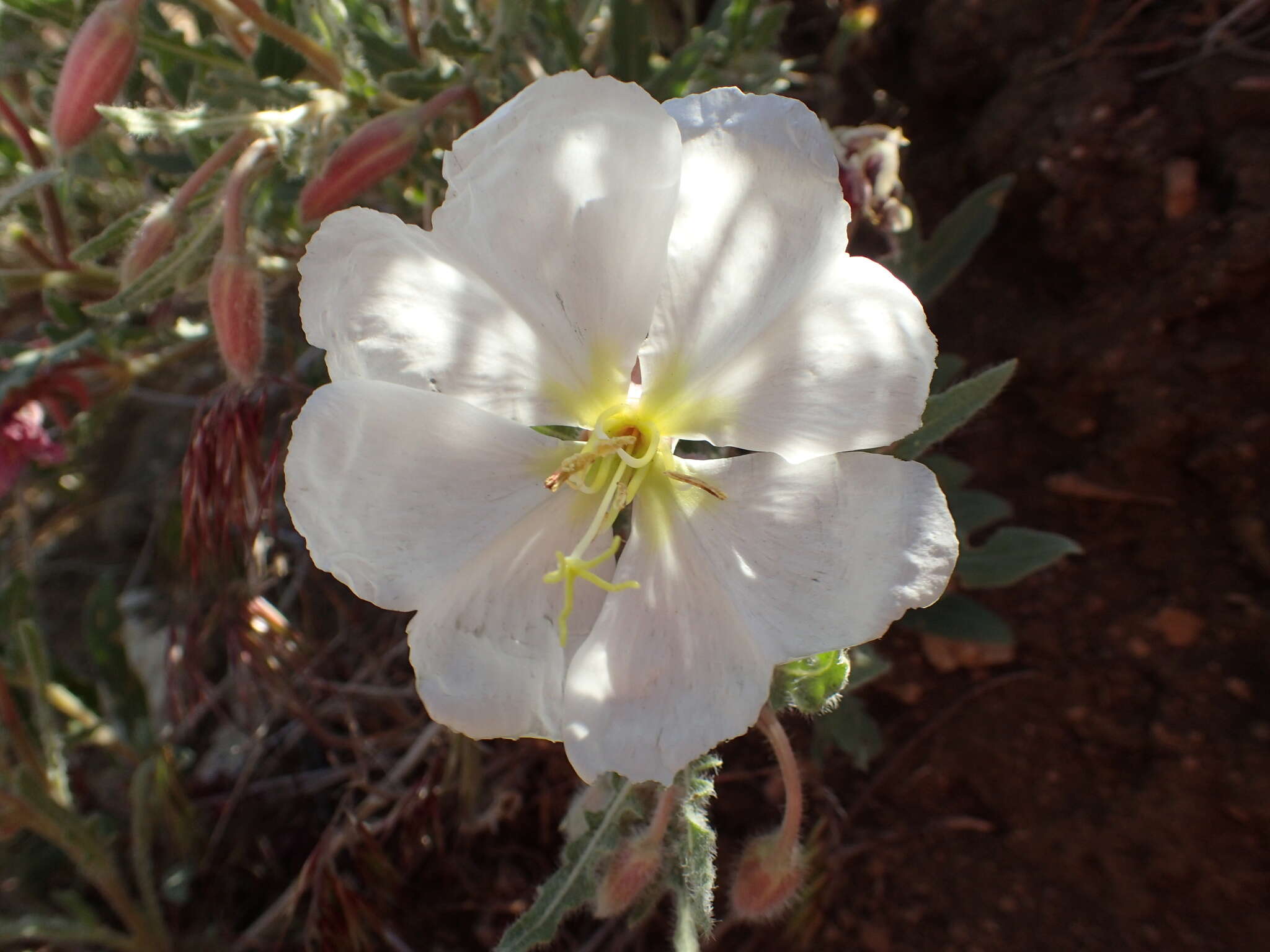 Plancia ëd Oenothera californica (S. Wats.) S. Wats.