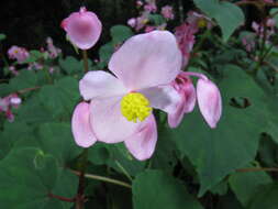 Image de Begonia grandis Dryand.