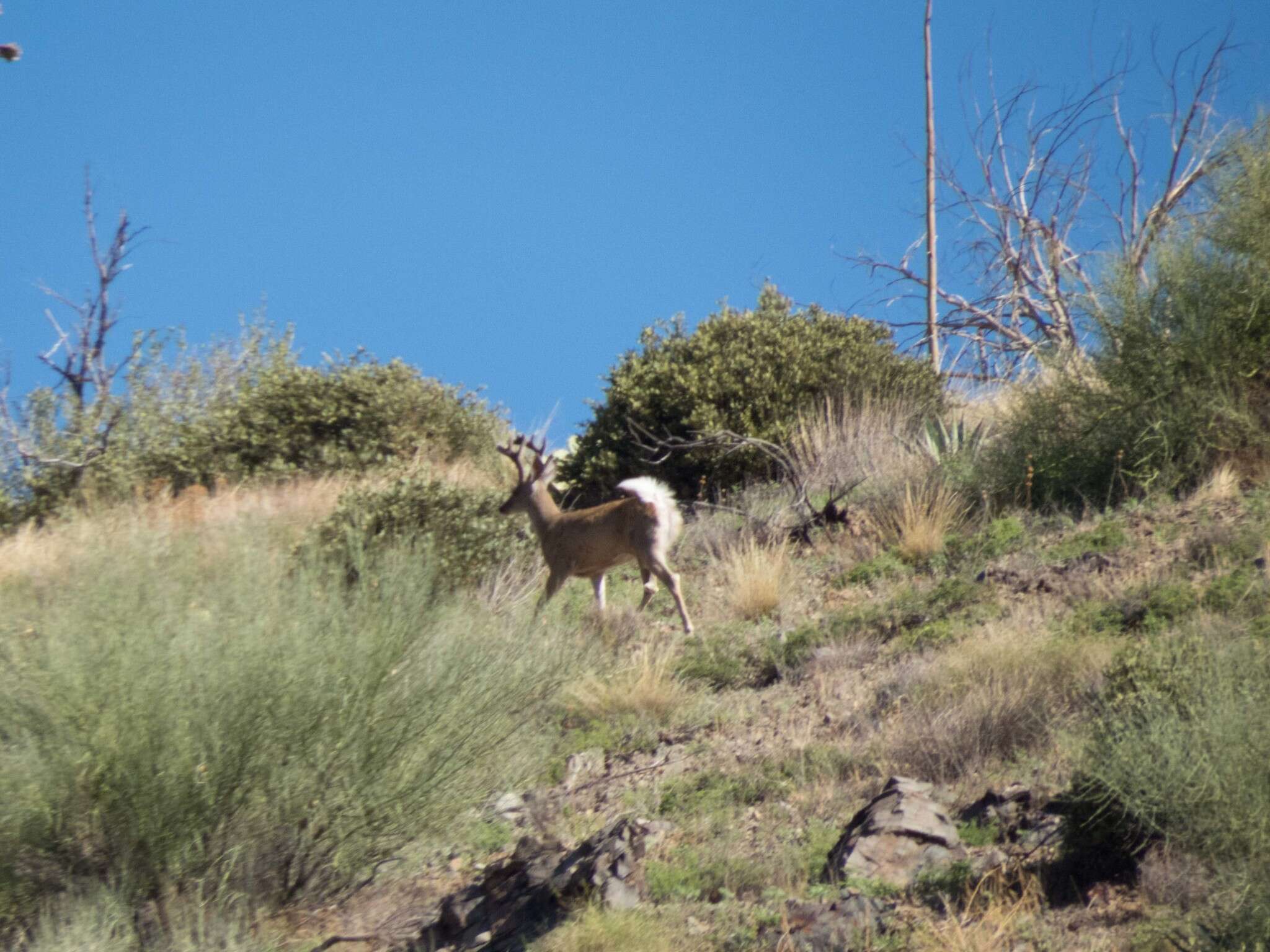 Image of Odocoileus virginianus couesi (Coues & Yarrow 1875)