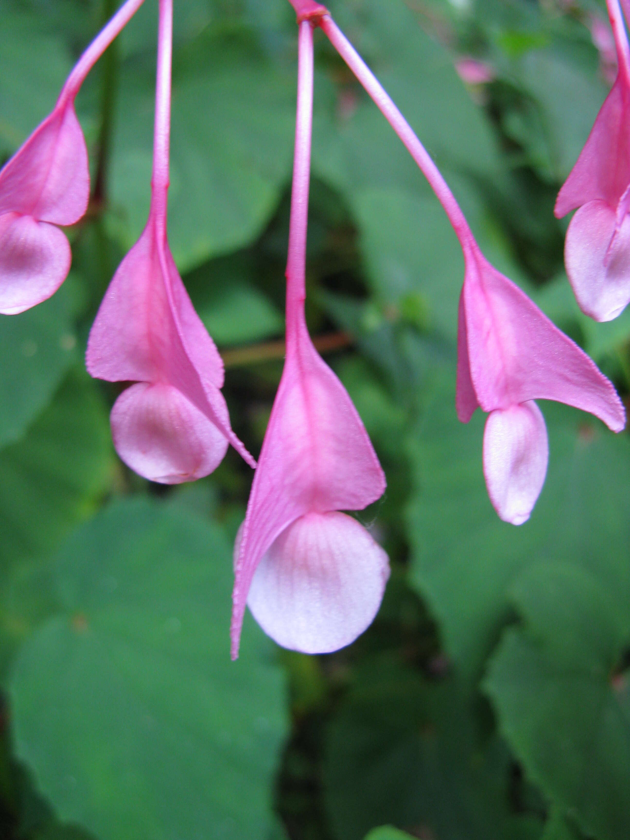 Image of hardy begonia