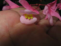 Image of hardy begonia