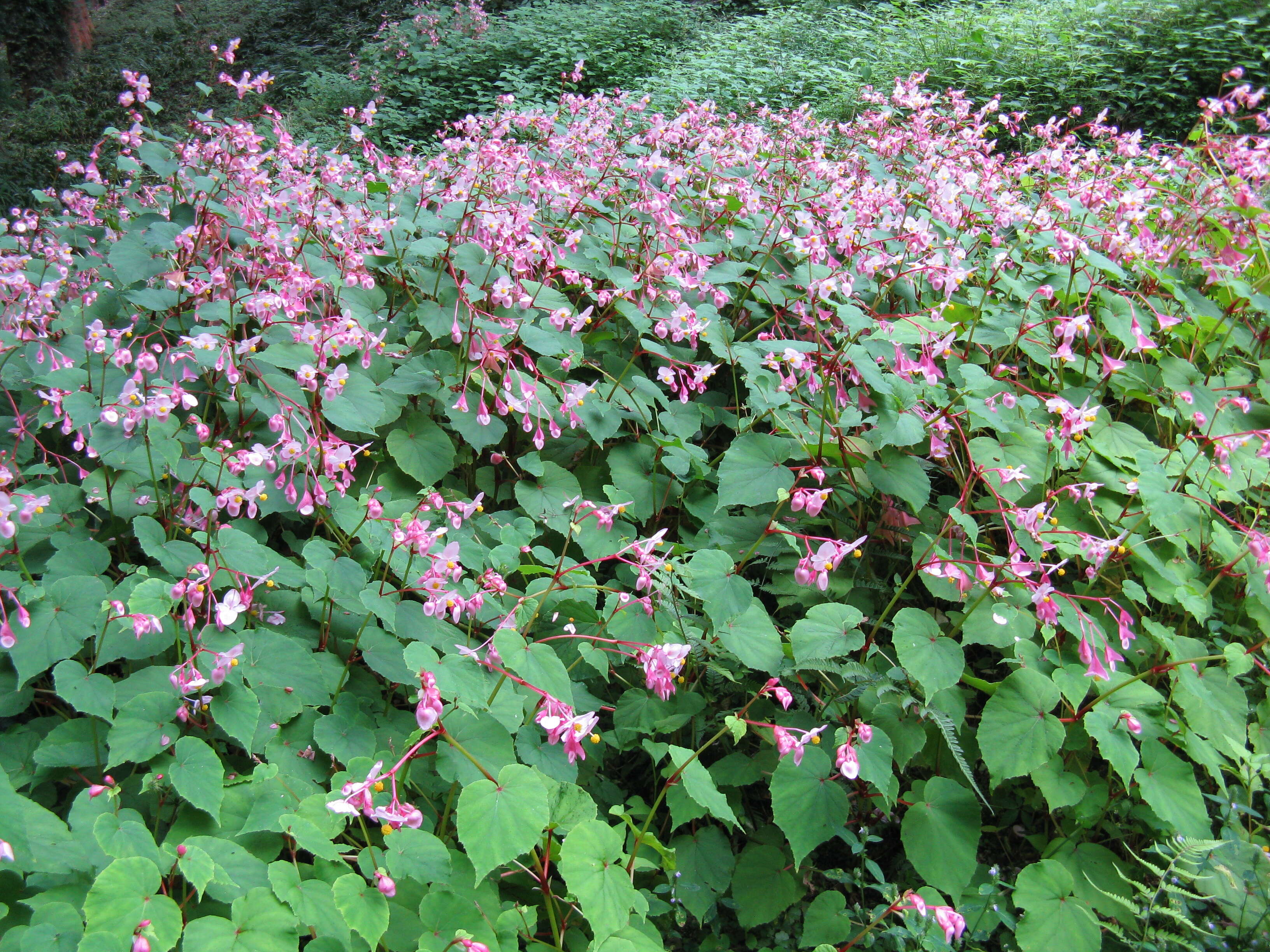 Image of hardy begonia