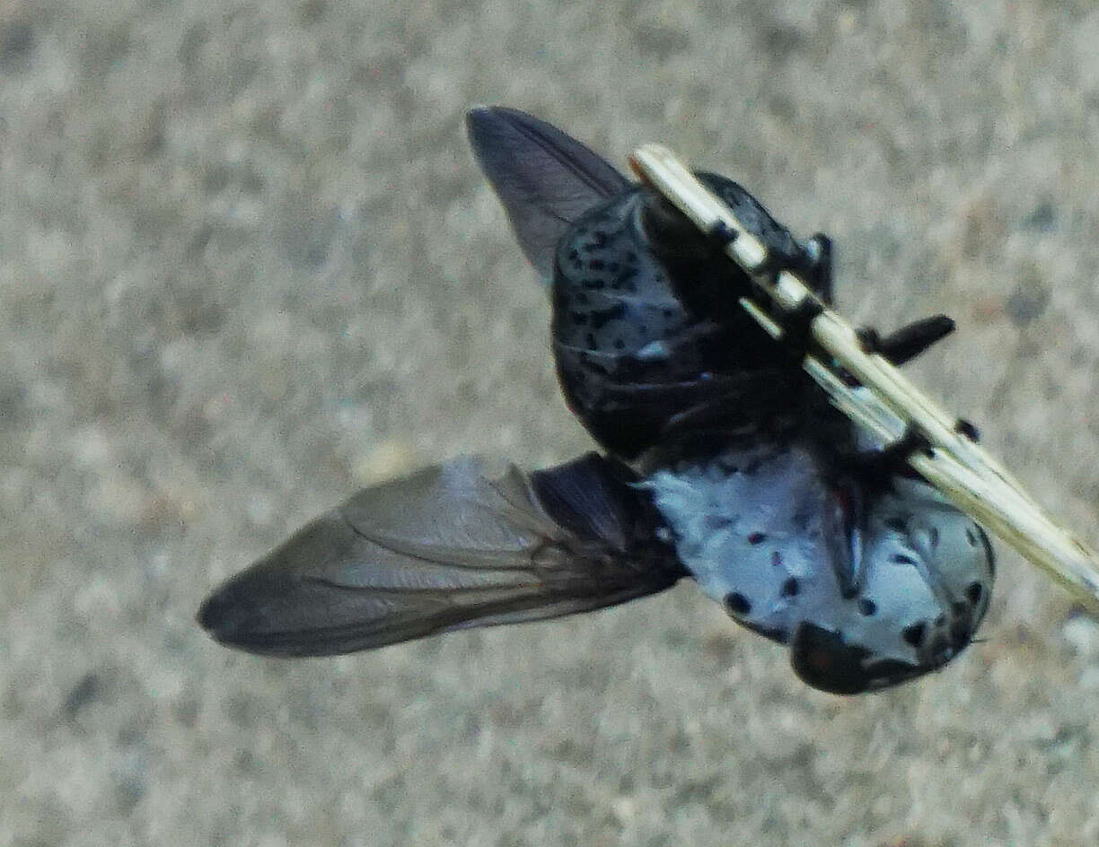 Cuterebra buccata (Fabricius 1775) resmi