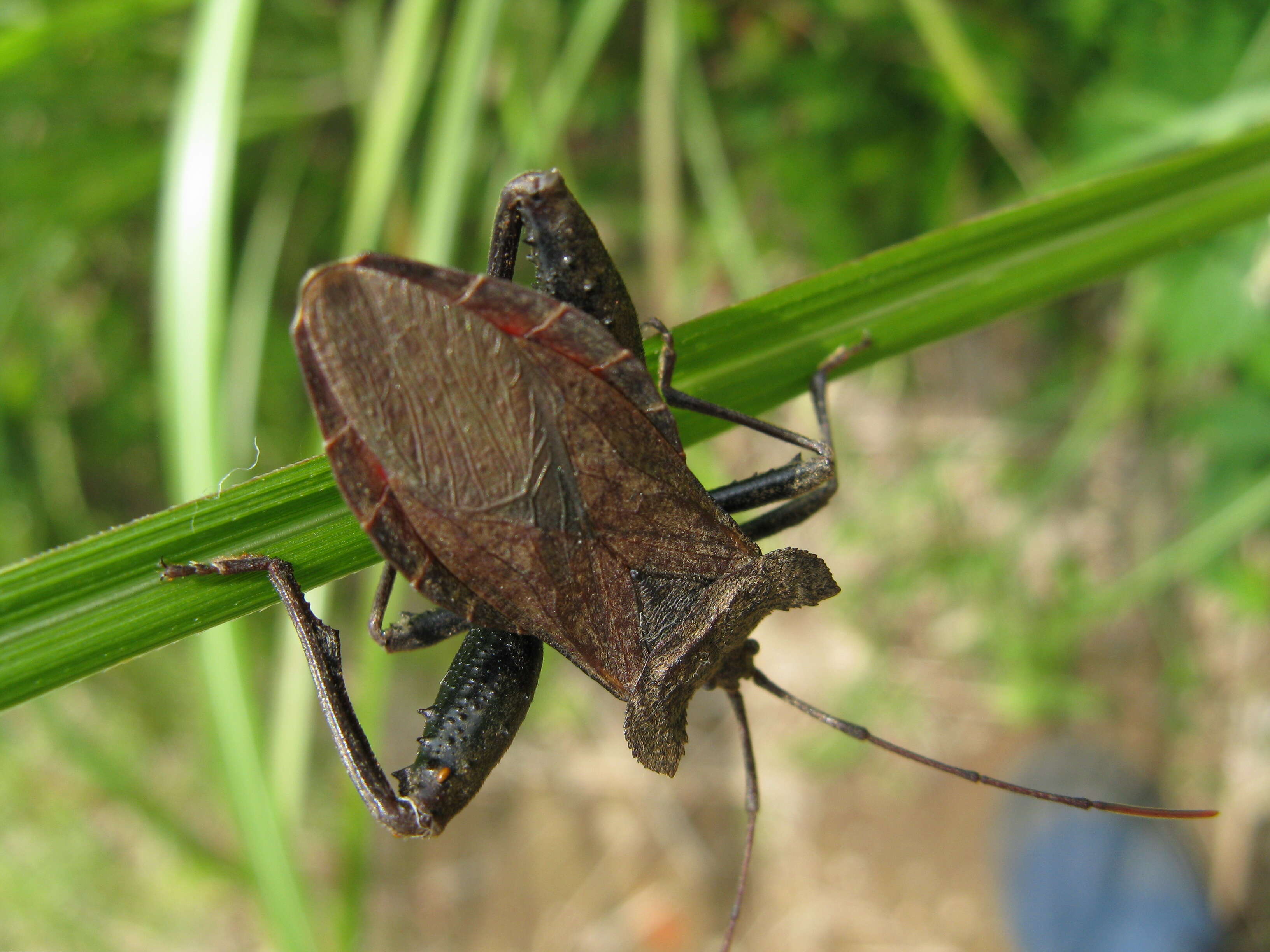 صورة Molipteryx fuliginosa (Uhler 1860)