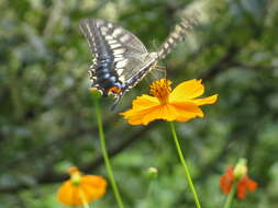 Image of Old World Swallowtail