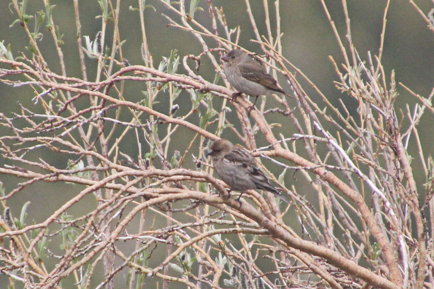 Image of Plain Mountain Finch