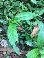 Image of Ruellia angustiflora (Nees) Lindau