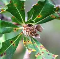 Imagem de Banksia sessilis var. cygnorum (Gand.) A. R. Mast & K. R. Thiele