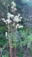 Image of Yucca filamentosa var. filamentosa