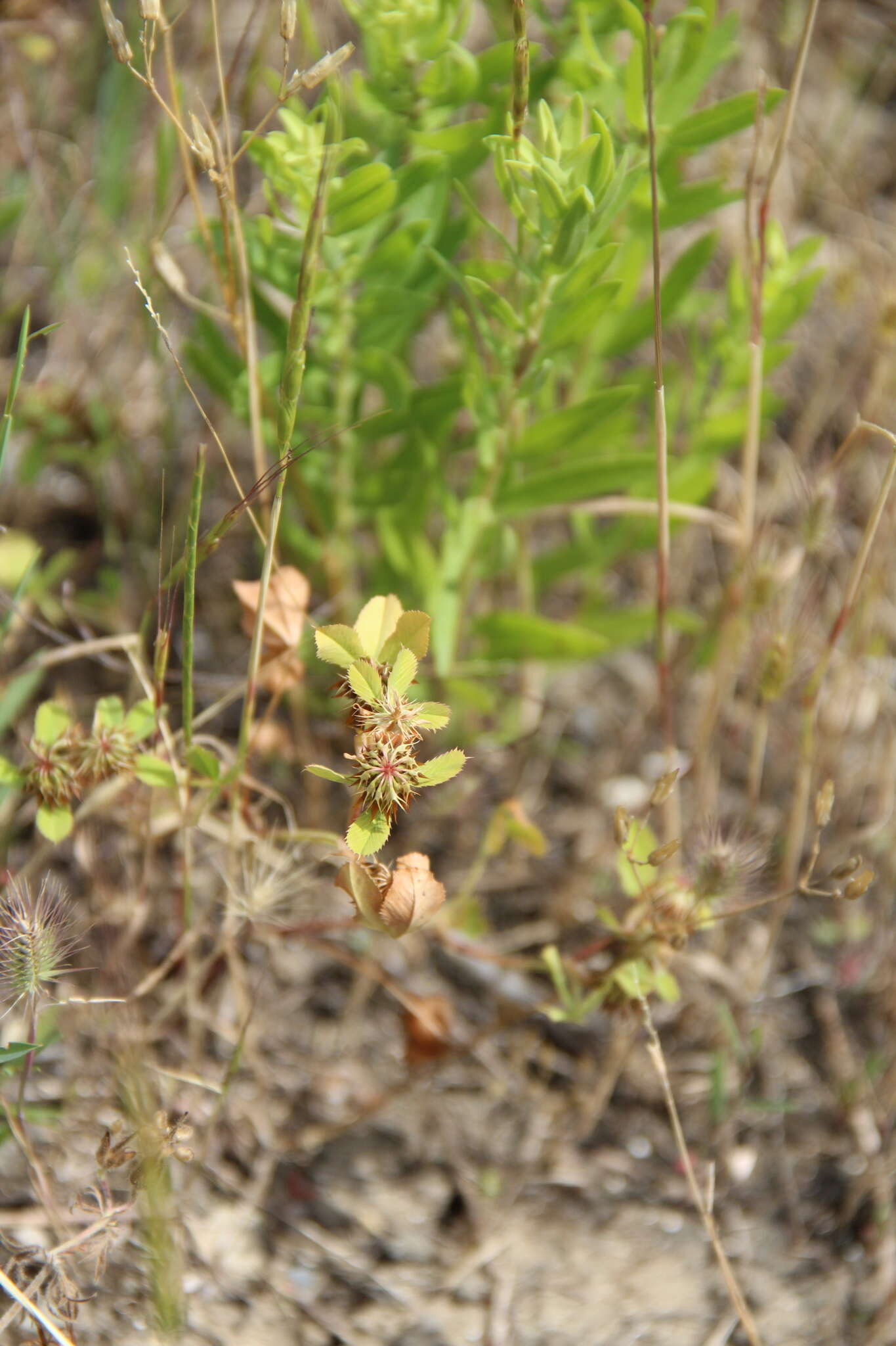 Image of Trifolium angulatum Waldst. & Kit.