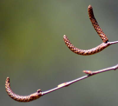 Image of Szechuan white birch