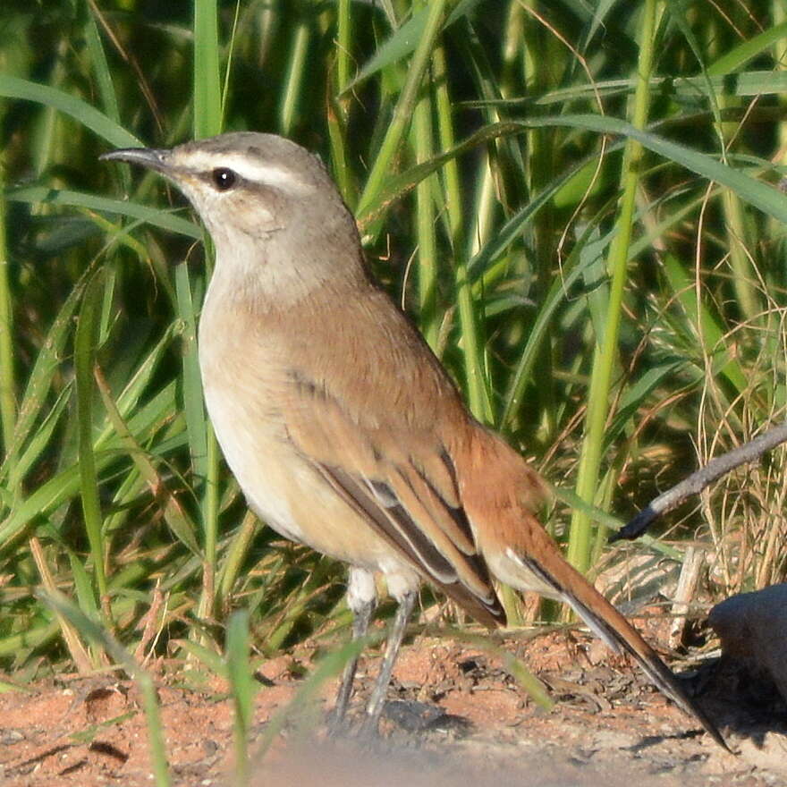 Image of Kalahari Scrub Robin